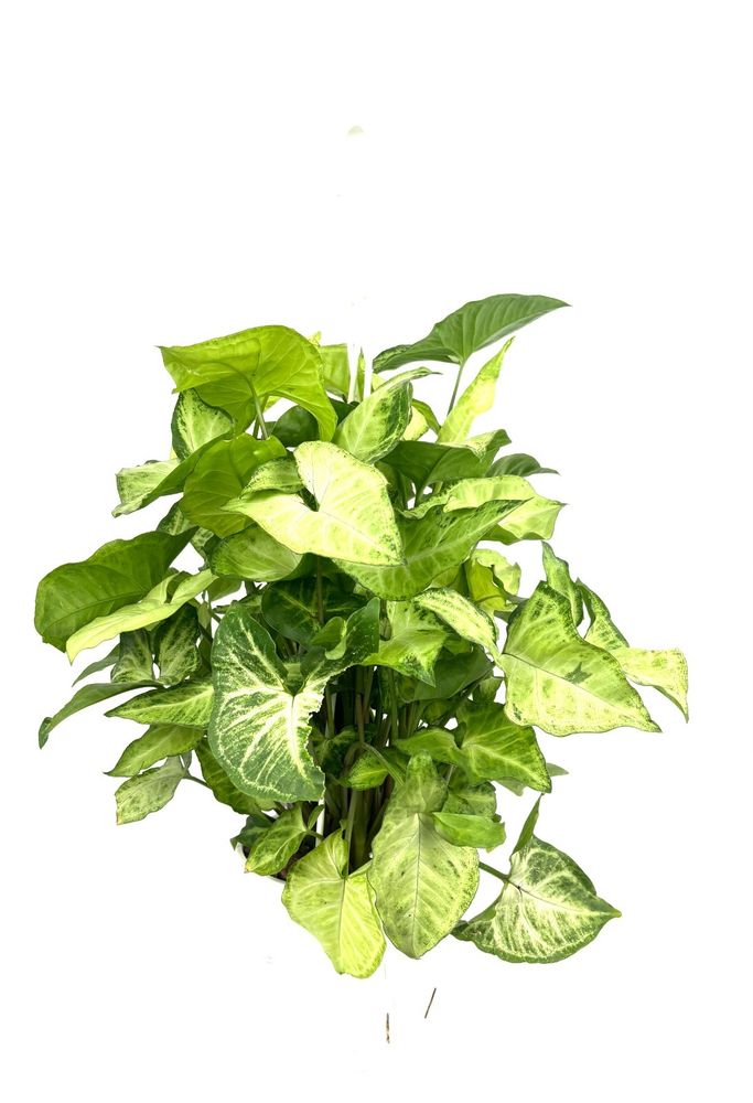 Close view of Syngonium White Butterfly foliage showing cream and green variegated arrowhead leaves
