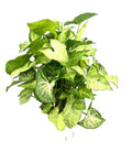 Syngonium White Butterfly plant with arrowhead-shaped green leaves and creamy white variegation
