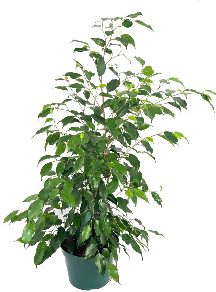 A large potted Ficus Benjamina houseplant with glossy green leaves, shown in a green pot against a solid white background.