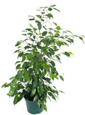 A large potted Ficus Benjamina houseplant with glossy green leaves, shown in a green pot against a solid white background.