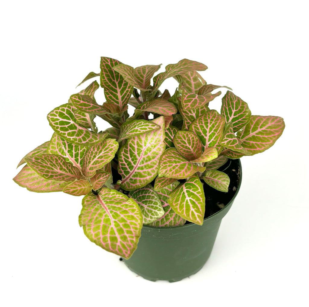 Potted fittonia pink nerve plant with green and pink leaves on a white background