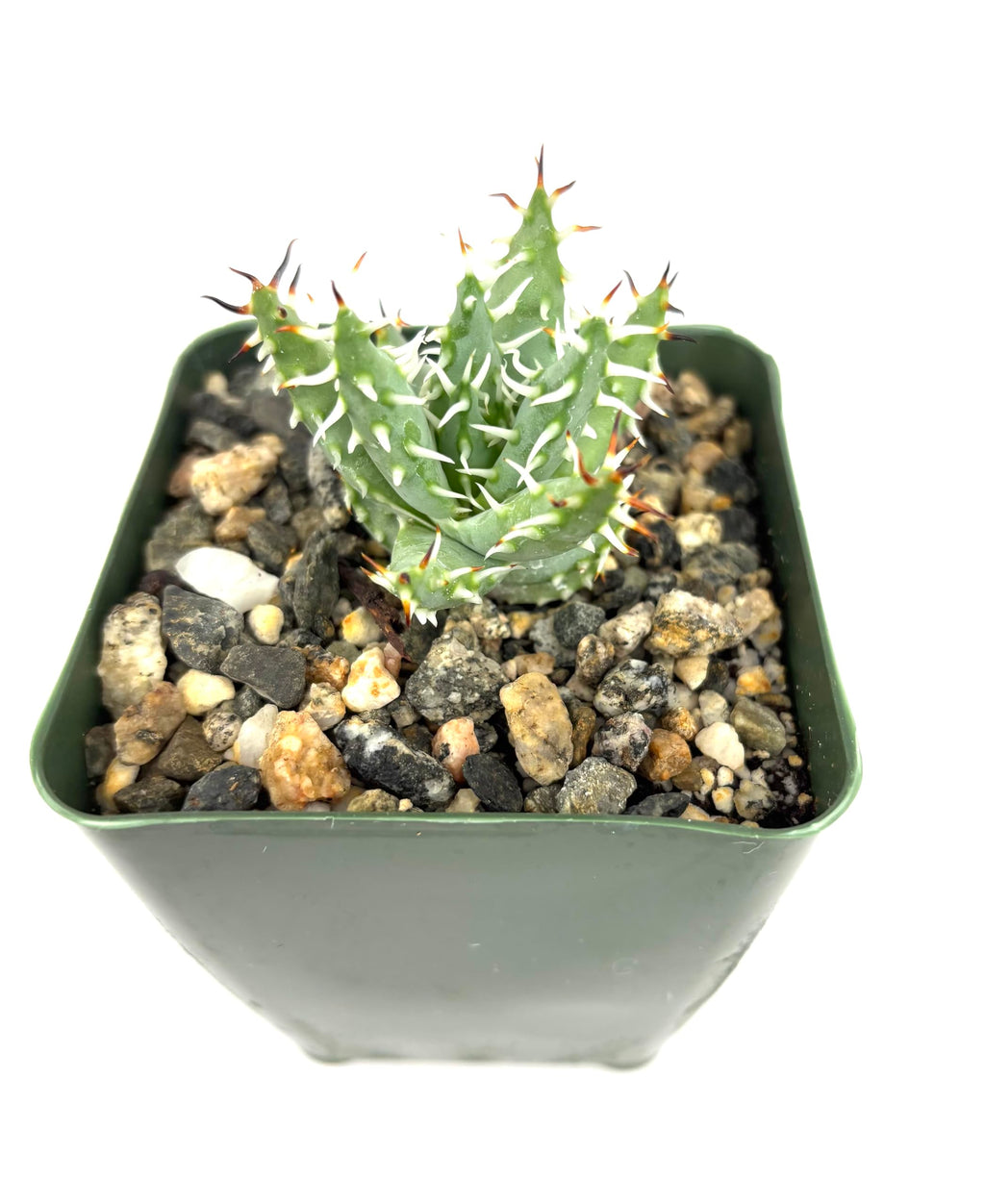 CTS AIR PLANTS Aloe Erinaceae Rare Spiny Aloe, 4" Pot, Blue Green White, Live Succulent Plant