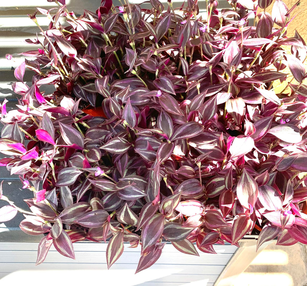 Purple tradescantia plant in a pot on a windowsill