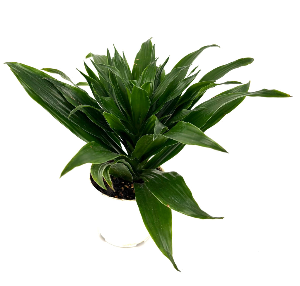 Potted dracaena craigii plant with green leaves on a white background