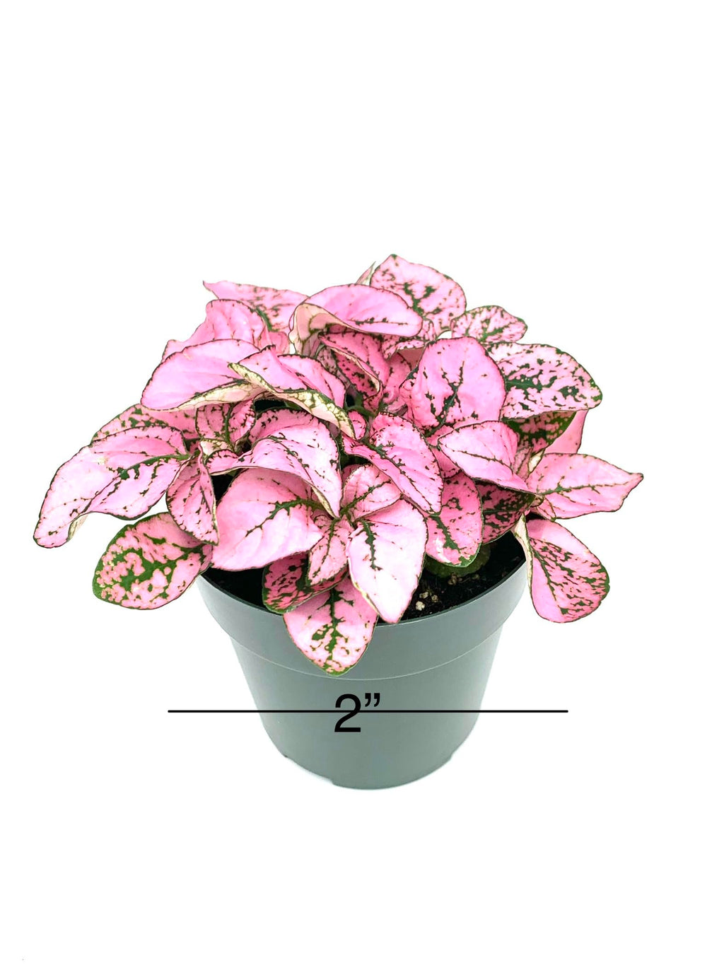 Potted plant with pink and green leaves on a white background