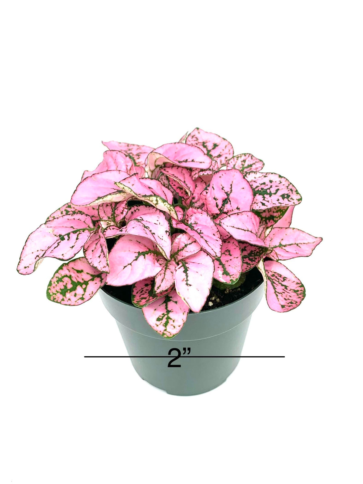 Potted plant with pink and green leaves on a white background