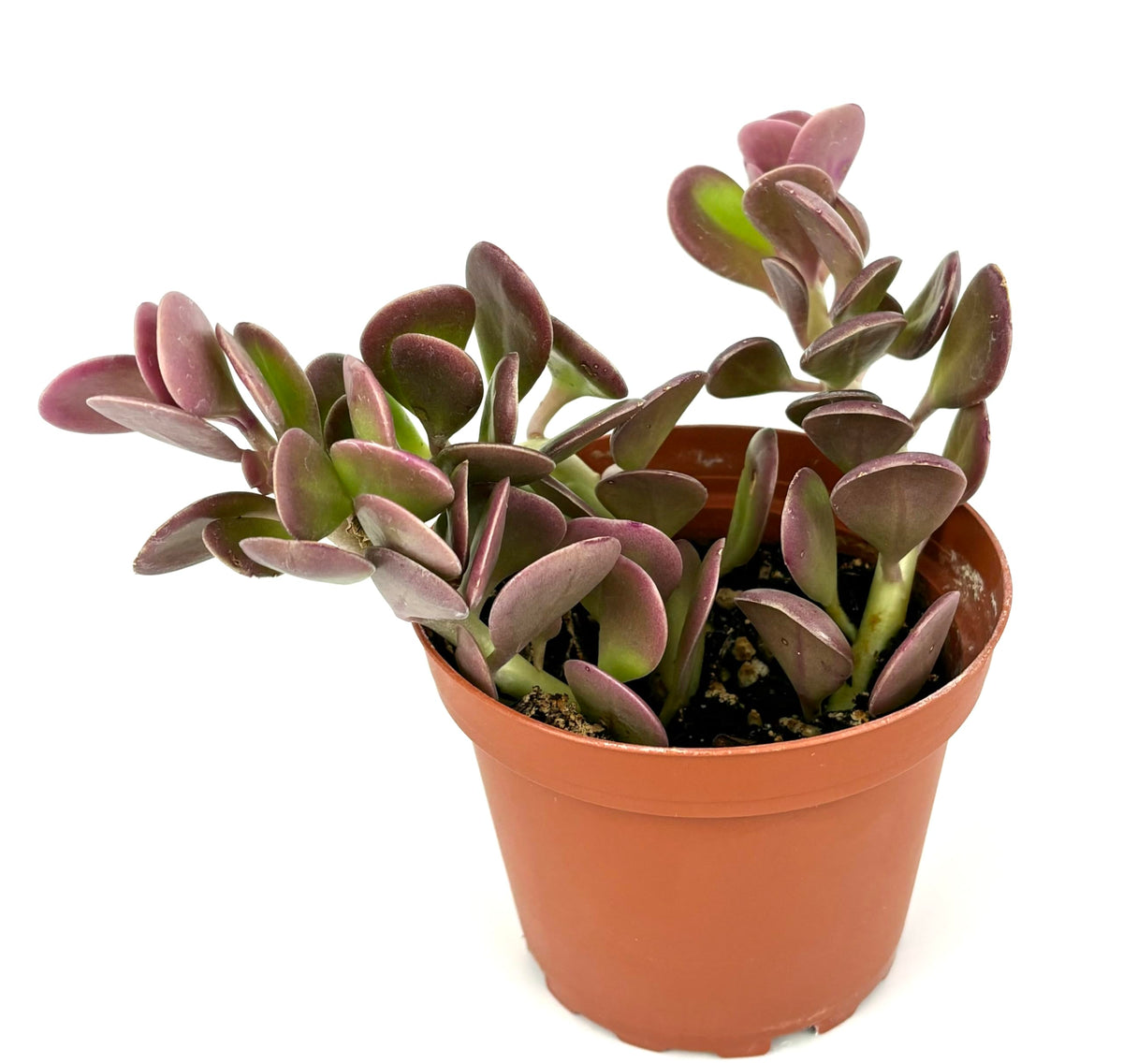 Potted trailing jade succulent plant with purple leaves on a white background