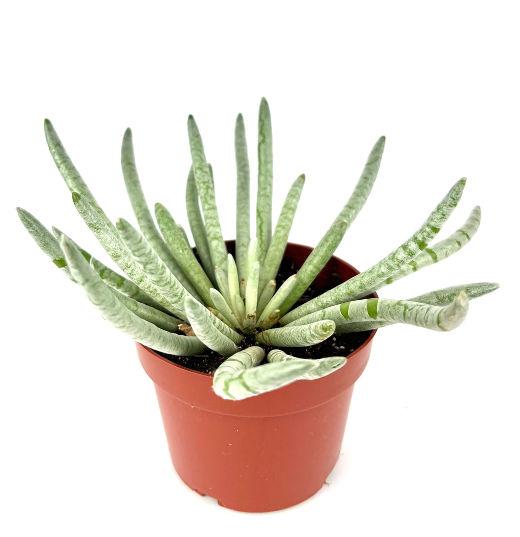 Silver Coral Succulent Senecio Scaposus, Green with White Rosettes, 4 Inch Pot, Live Indoor Plant