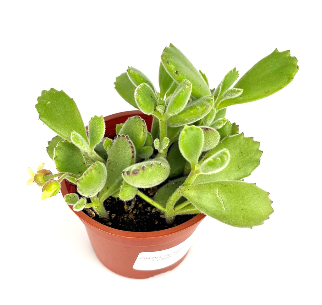 Bear Claws Succulent Cotyledon Tomentosa, Live Plant, 4" Pot, Green Fuzzy Leaves