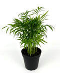 Potted parlor palm plant with green leaves on a white background