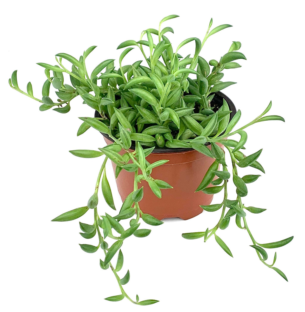 Potted String of Bananas plant with trailing green leaves on a white background