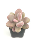 Pink Moonstone succulent plant in a pot on a white background