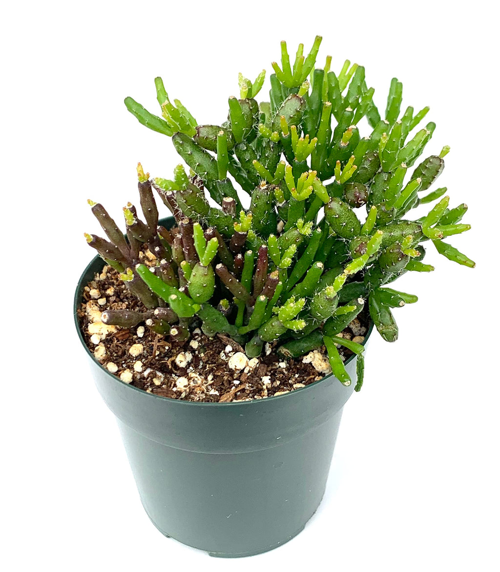 Potted dancing bones cactus plant on a white background