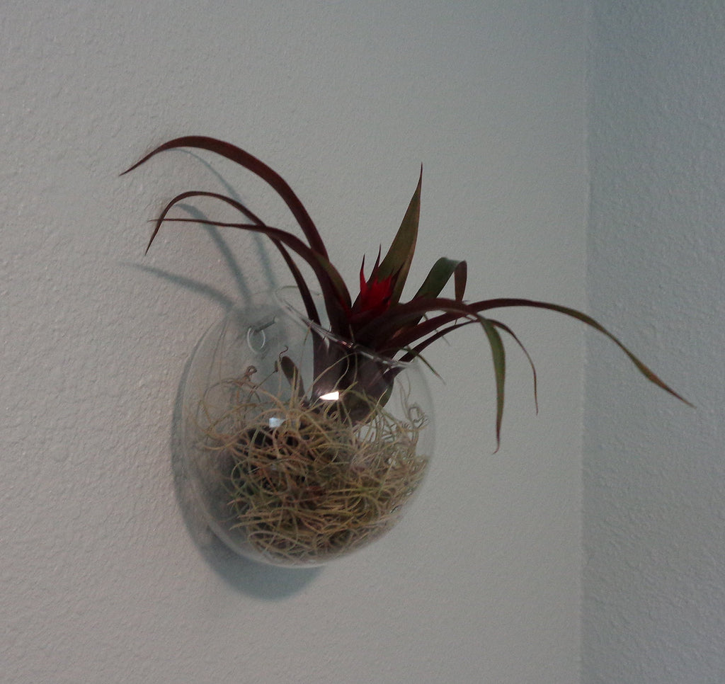 5" Glass Wall Hanging Plant Orb/Terrarium