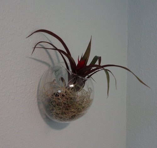 5" Glass Wall Hanging Plant Orb/Terrarium