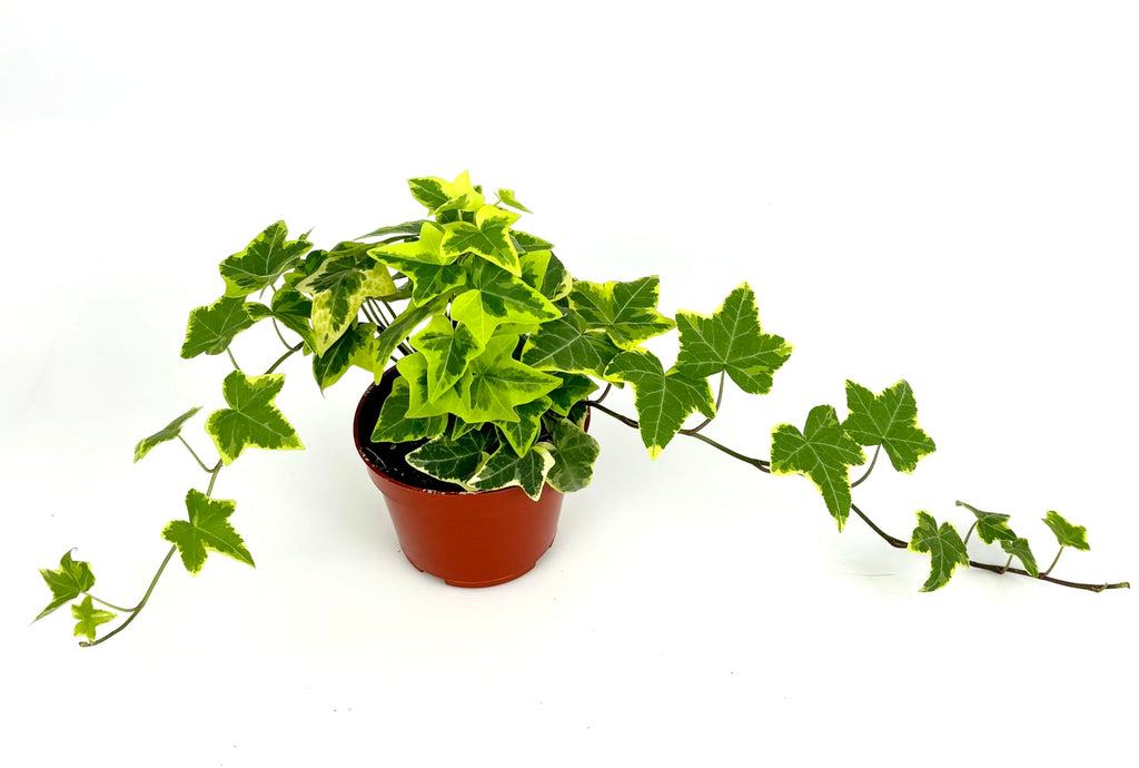 Potted variegated ivy plant on a white background