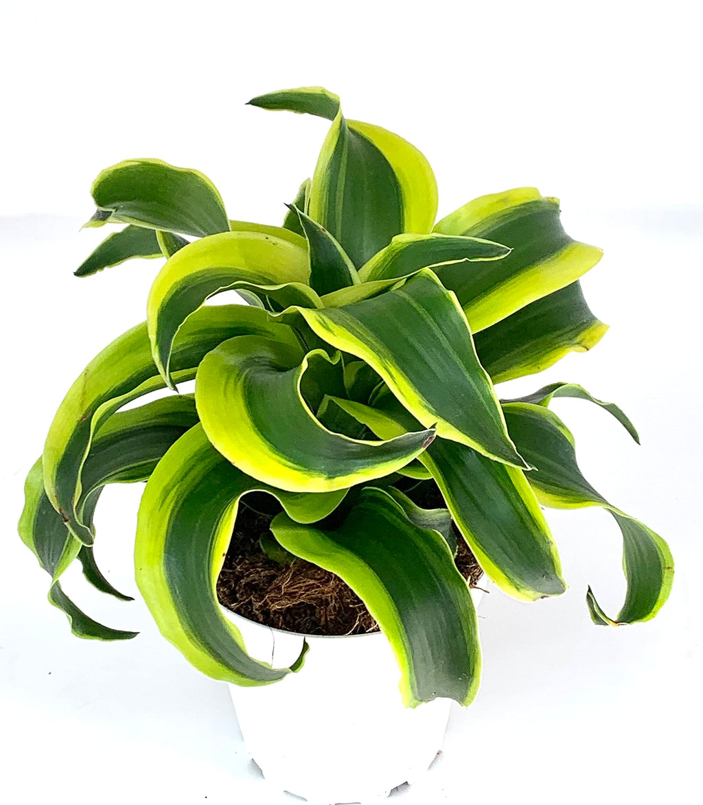 Potted dracaena plant with green and yellow leaves on a white background