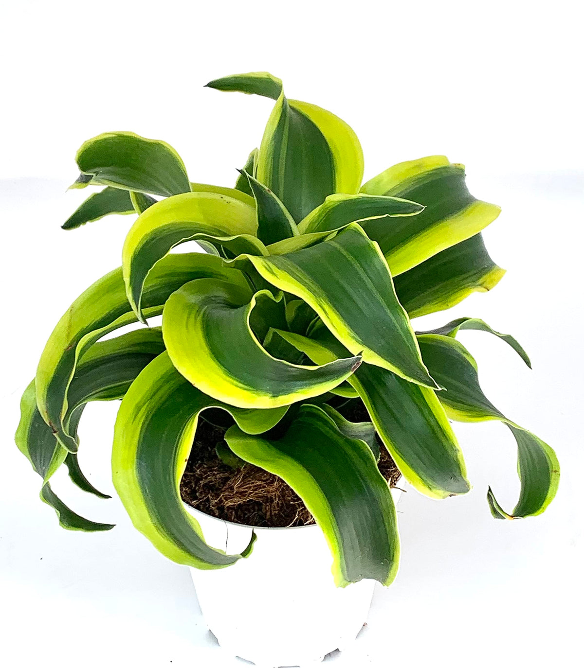 Potted dracaena plant with green and yellow leaves on a white background