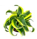 dracaena tornado Potted plant with green and yellow leaves on a white background