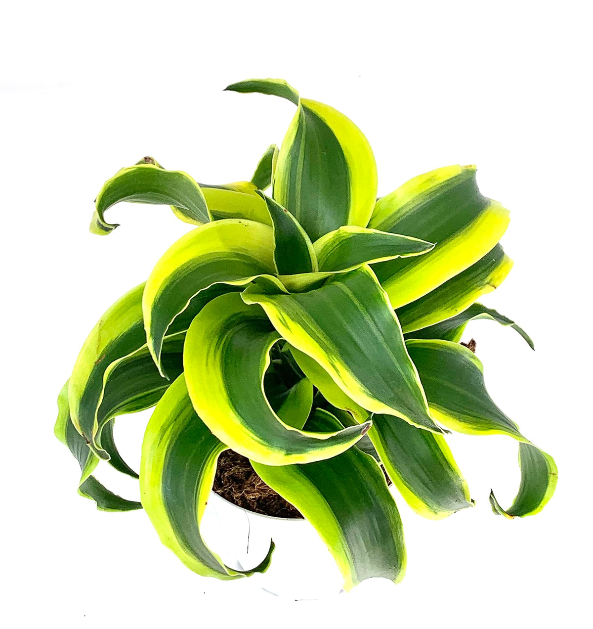 dracaena tornado Potted plant with green and yellow leaves on a white background