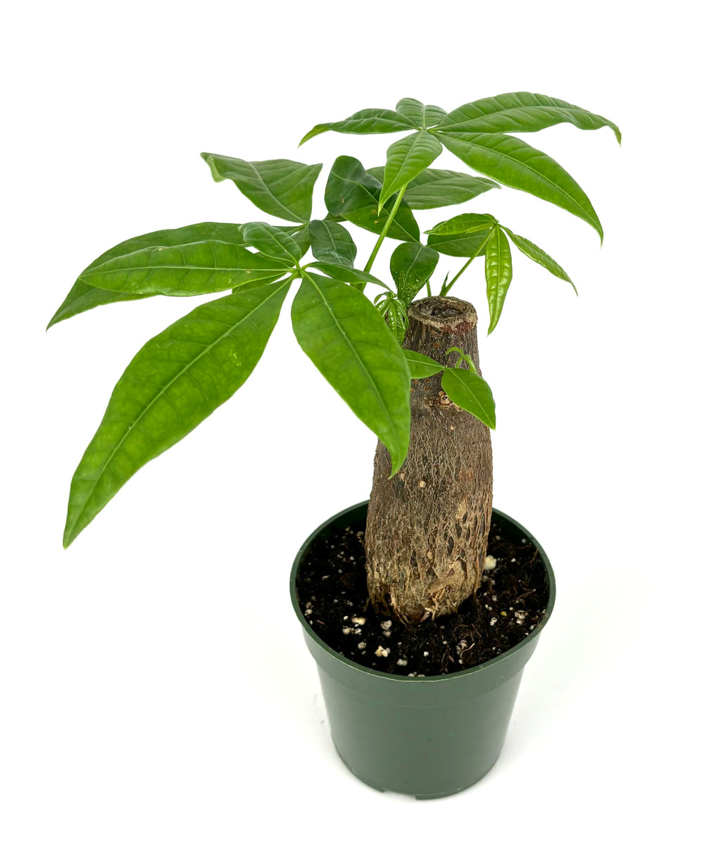 Potted pachira stump plant with a thick trunk on a white background