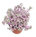 Potted pink panther plant with pink and green leaves on a white background