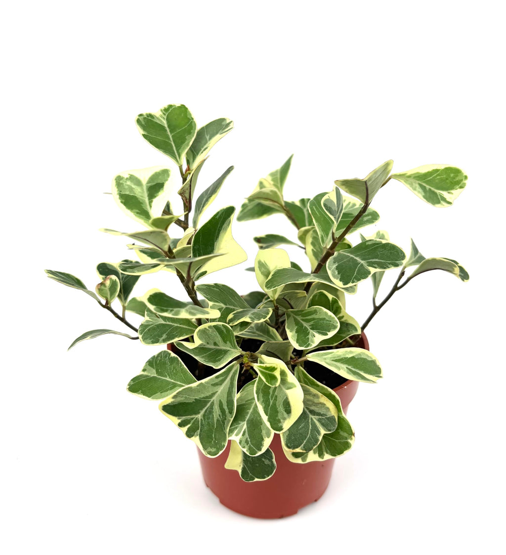 Potted plant with green and yellow leaves on a white background