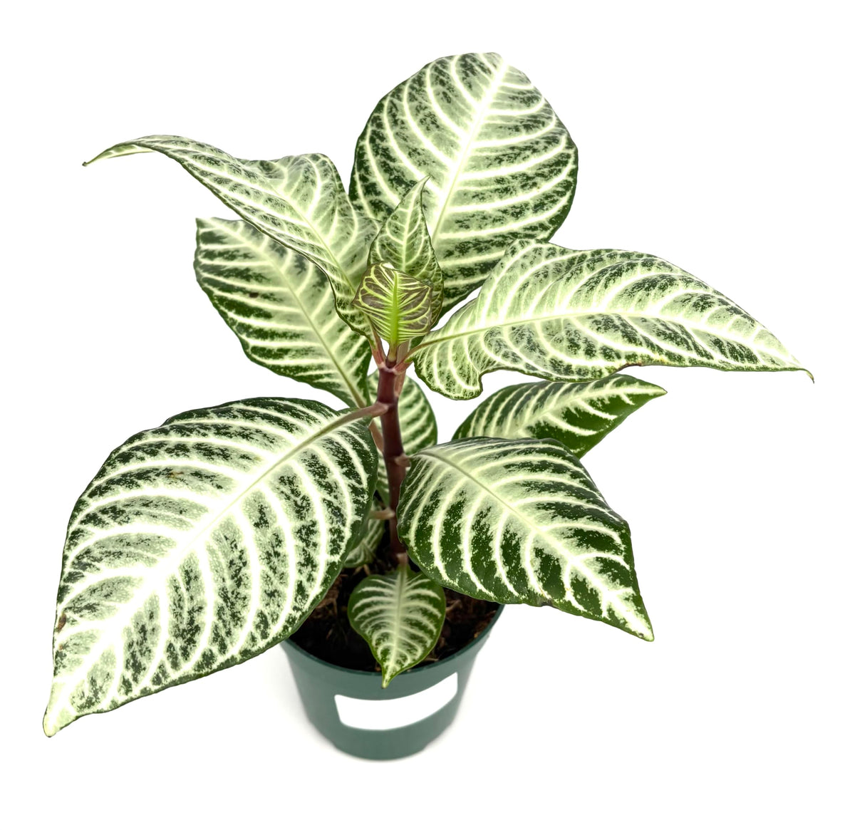 Potted aphelandra snowflake plant with white and green leaves on a white background