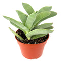 Potted Propeller succulent plant on a white background