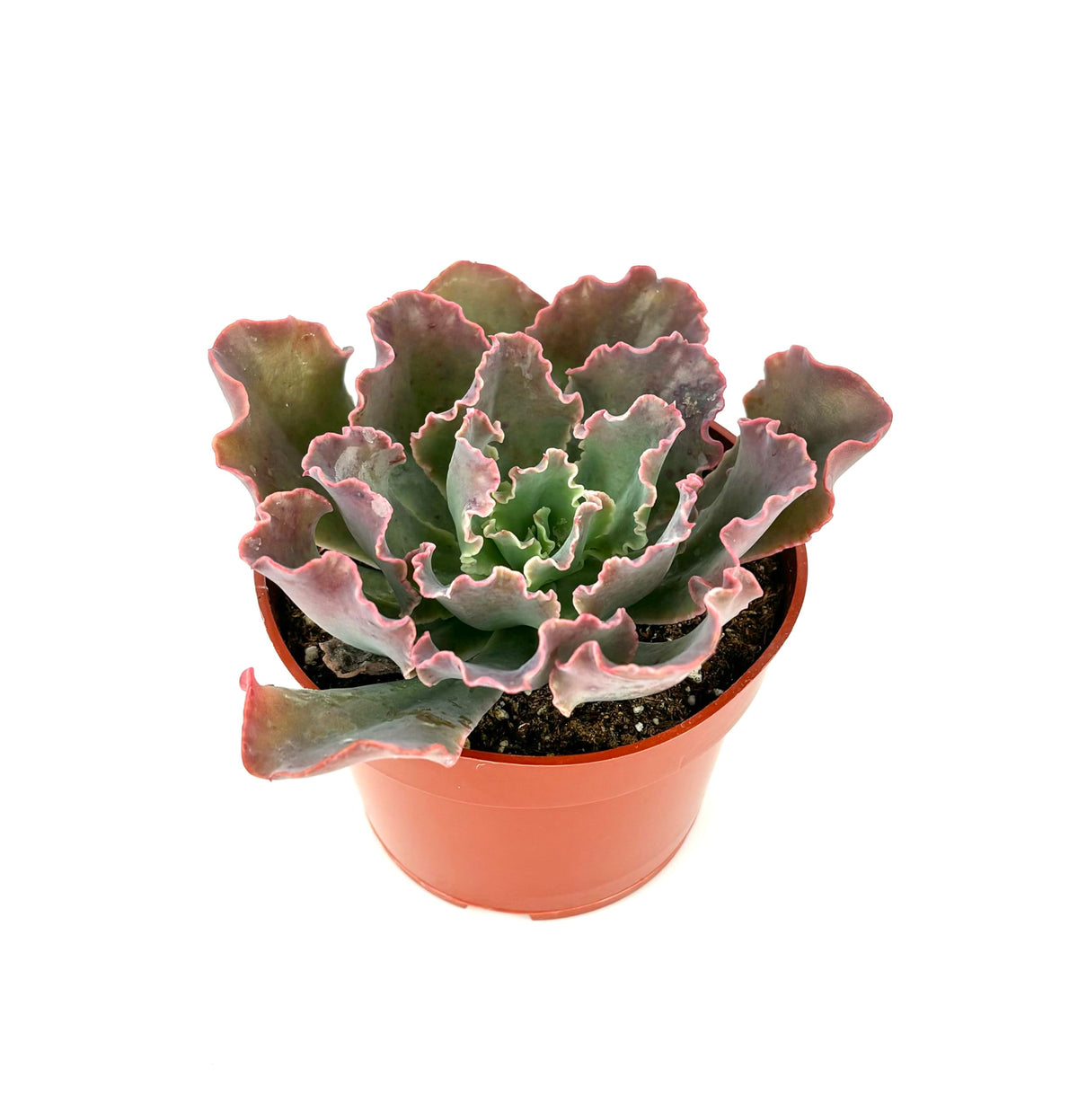 Potted Echeveria Blue Curls succulent plant with wavy leaves on a white background
