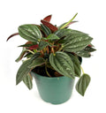 Potted peperomia rosso plant with green leaves on a white background