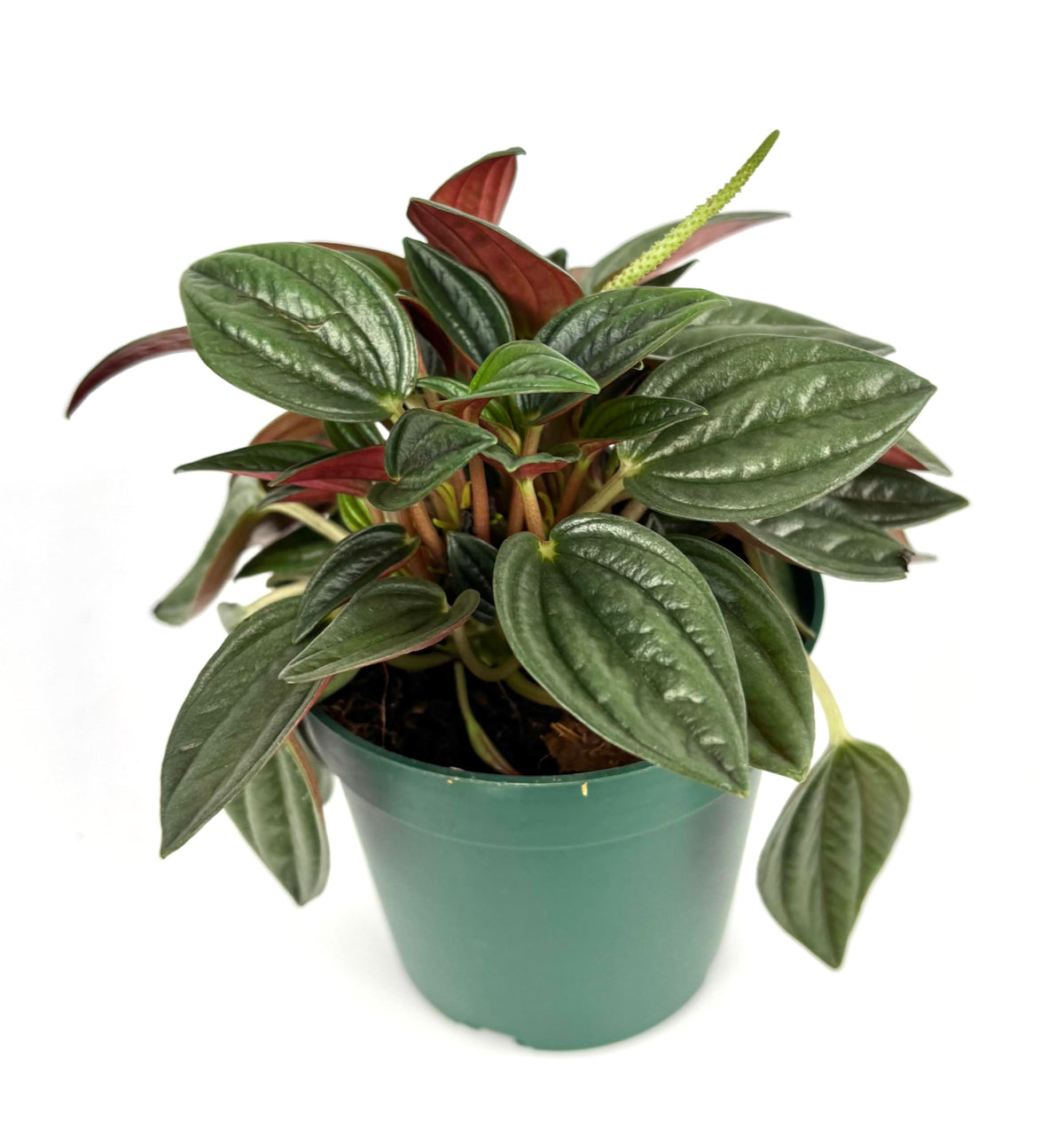 Potted peperomia rosso plant with green leaves on a white background