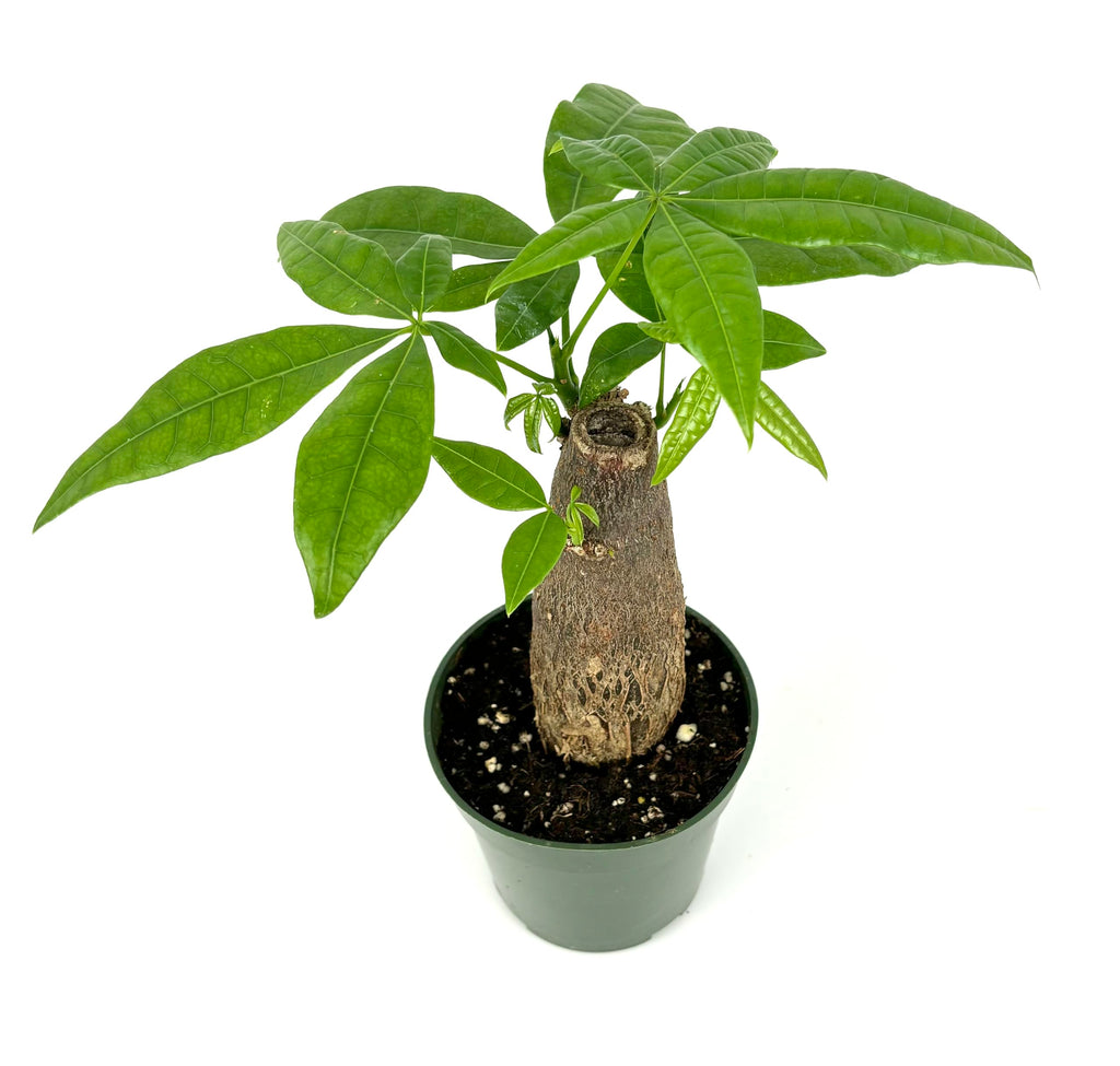 Potted plant with a thick trunk on a white background
