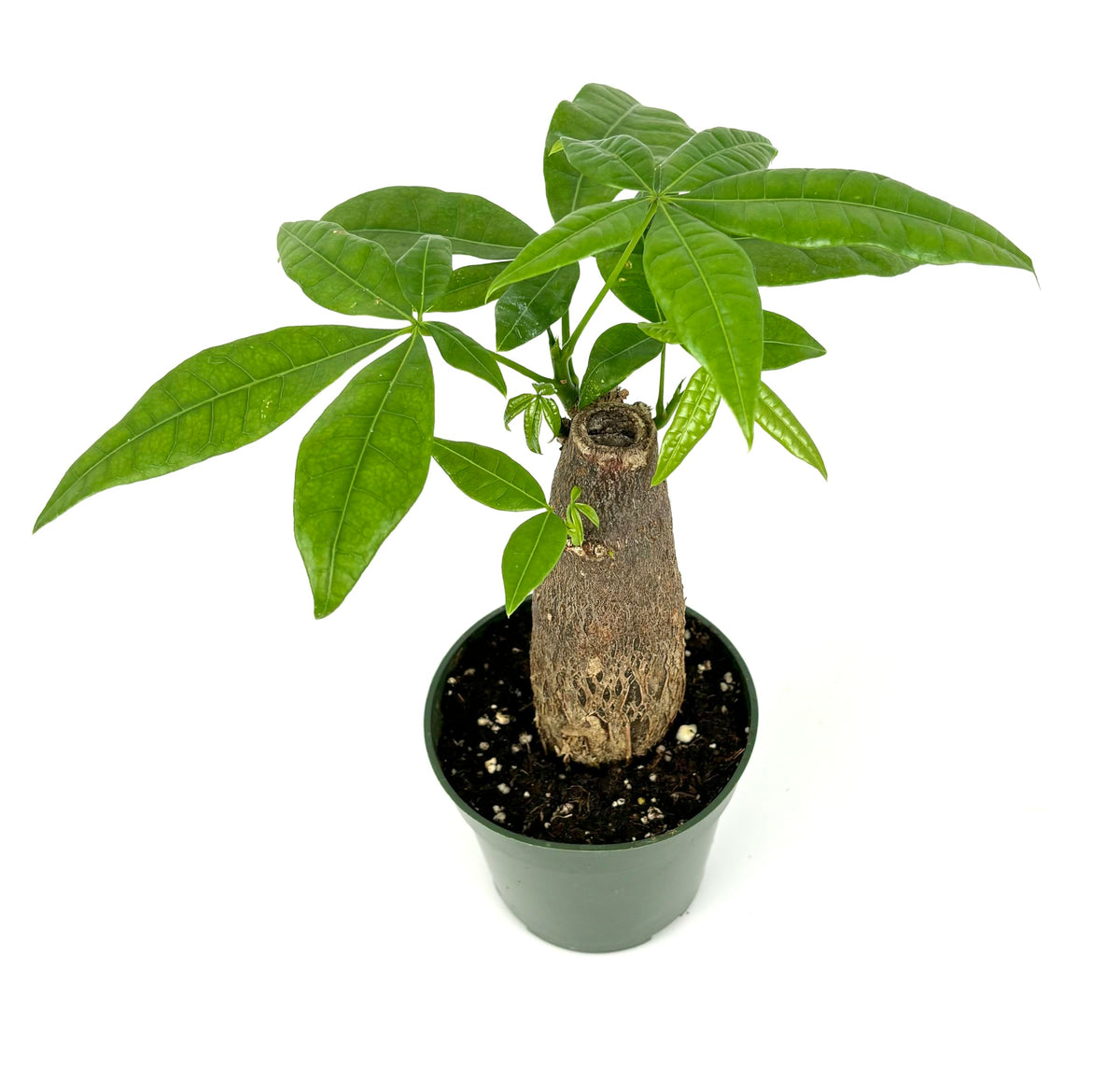Potted plant with a thick trunk on a white background