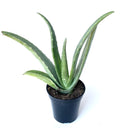 Live Aloe Vera Succulent Aloe Barbadensis Aloe 8"-12" Tall, 4" Pot