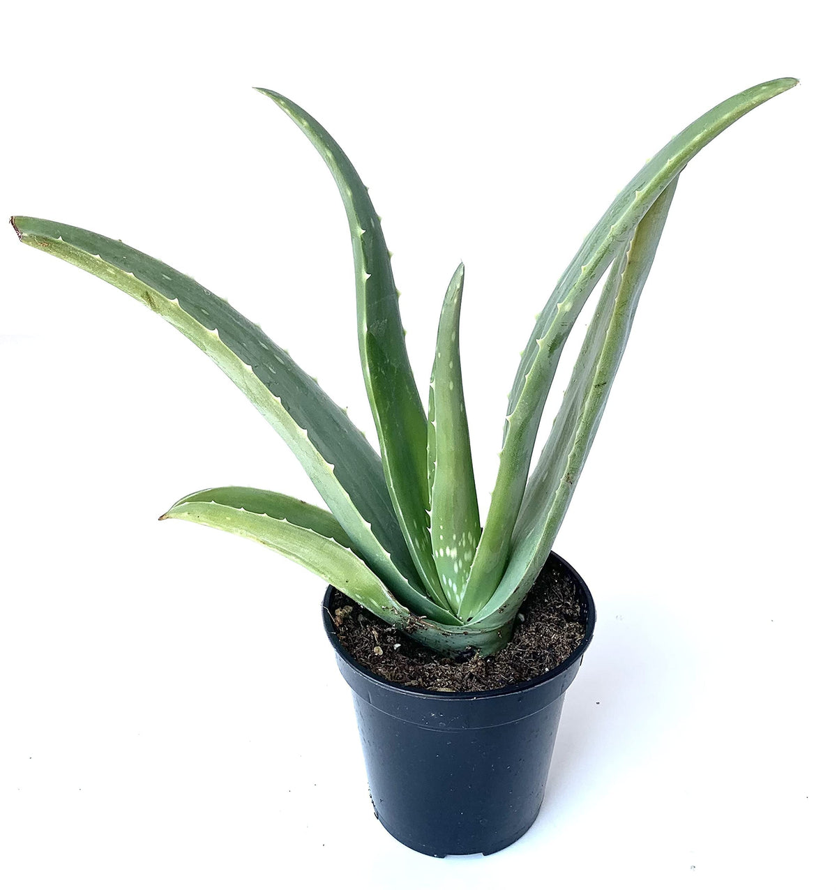 Live Aloe Vera Succulent Aloe Barbadensis Aloe 8"-12" Tall, 4" Pot