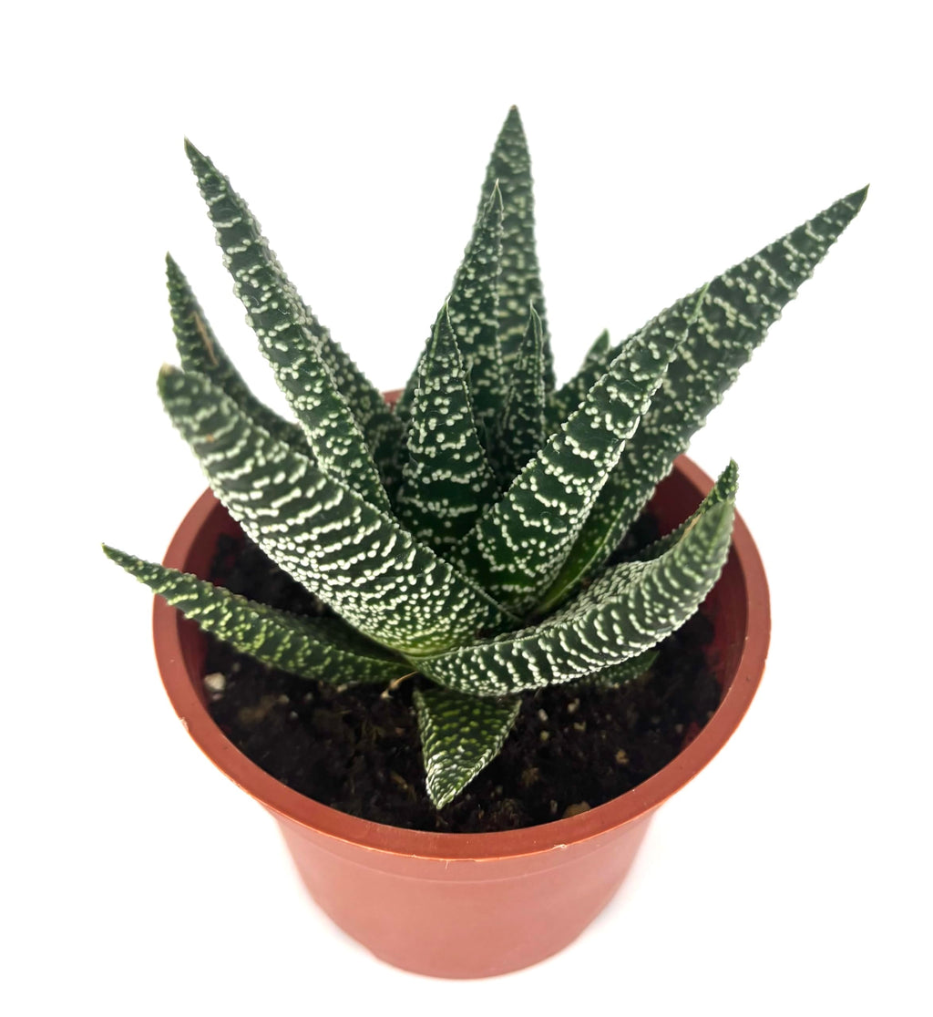 Potted Gasteraloe Okavango succulent plant with patterned leaves on a white background