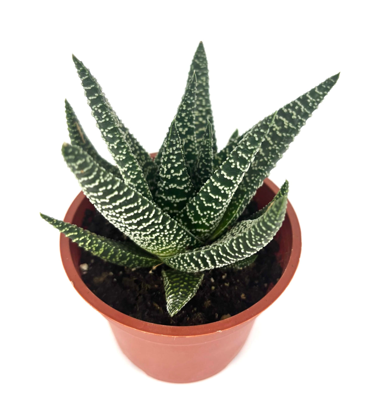 Potted Gasteraloe Okavango succulent plant with patterned leaves on a white background