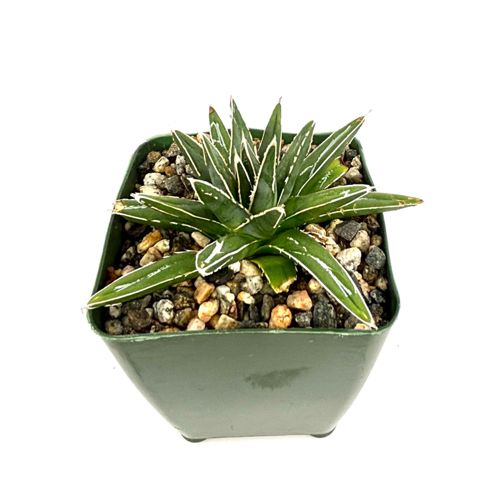 Small Porcupine Agave potted succulent plant with white stripes in a green pot on a white background