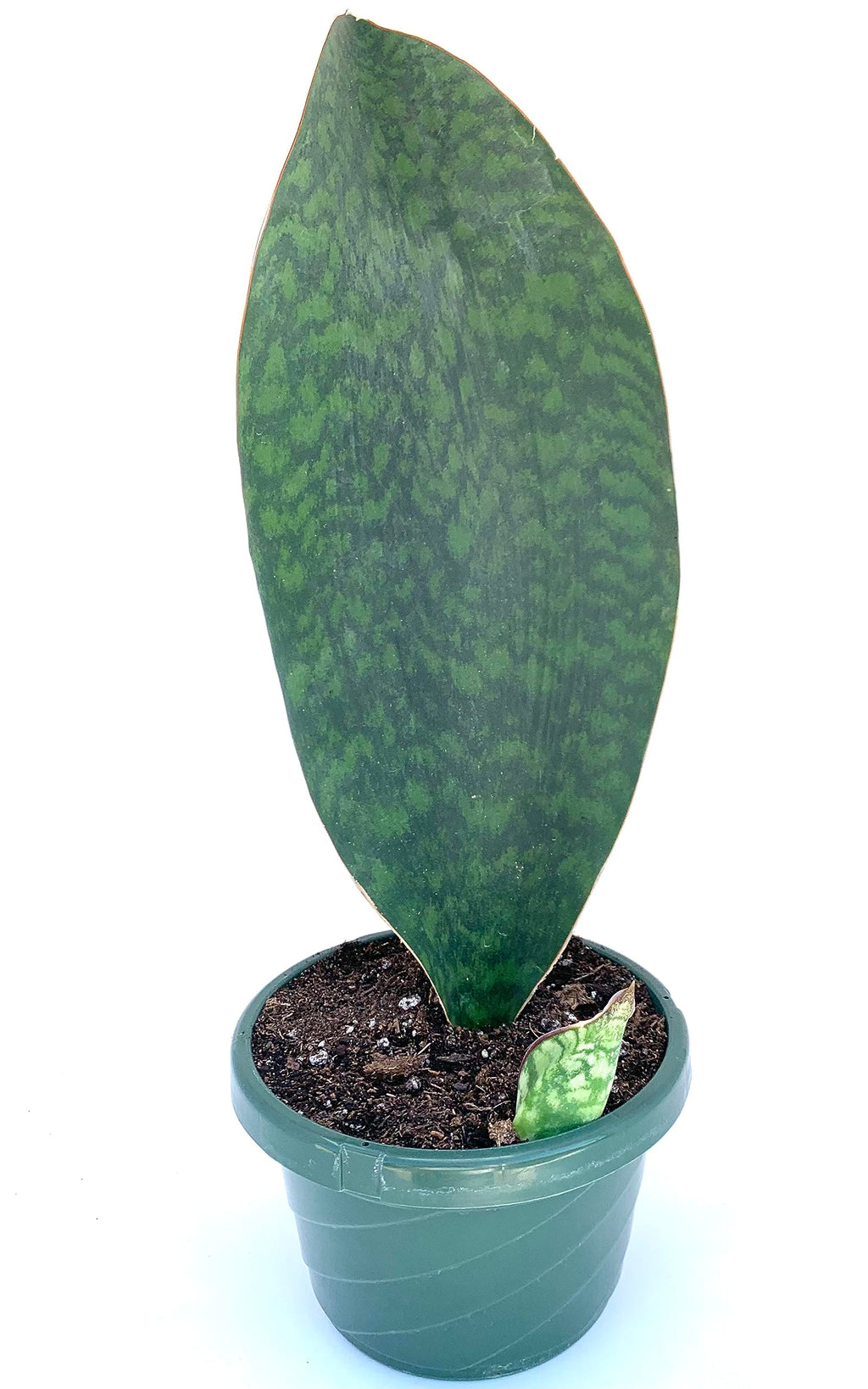 Potted snake plant with a green leaf on a white background
