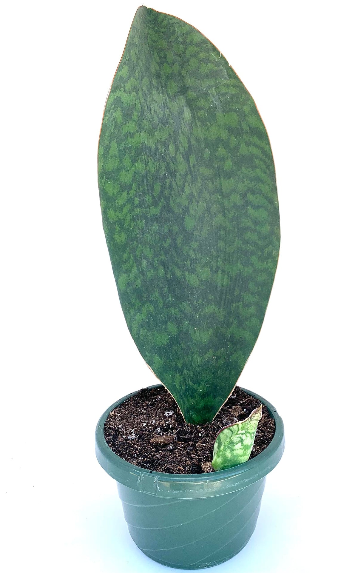 Potted snake plant with a green leaf on a white background