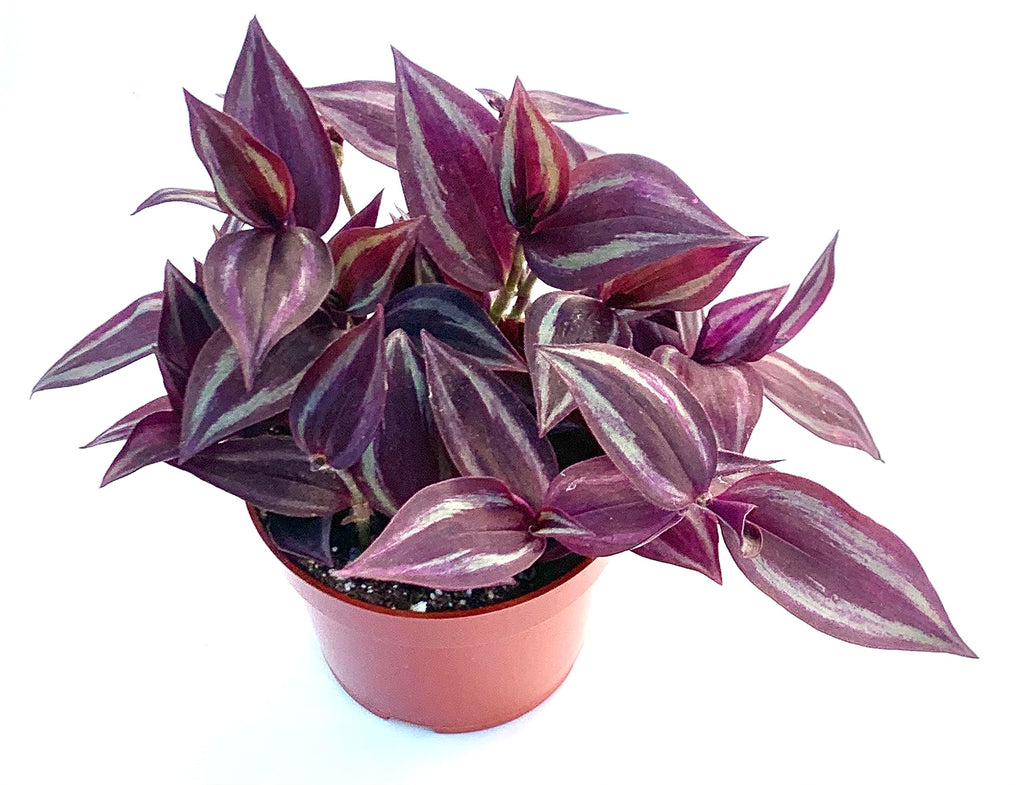 Potted purple tradescantia plant on a white background