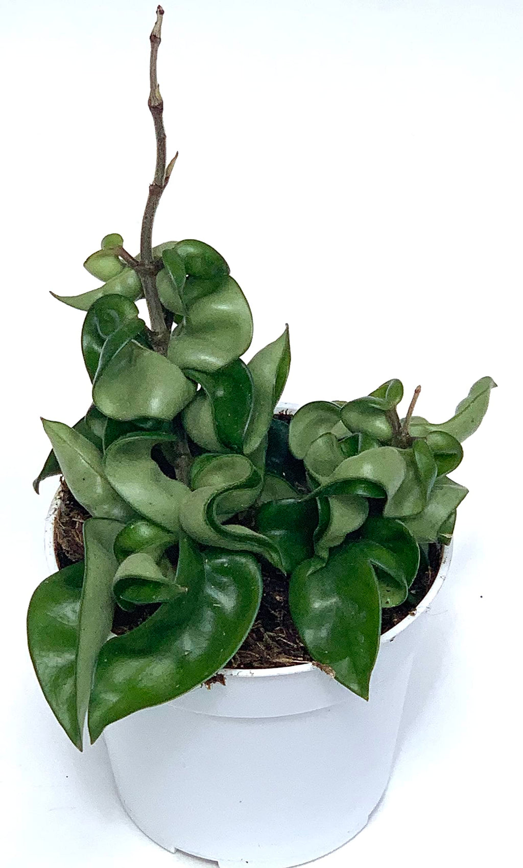 Hoya Hindu Rope plant with tightly curled green leaves in a nursery pot on white.