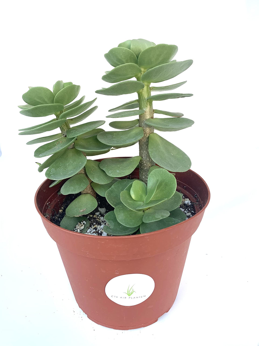 Potted Portulaca molokiniensis plant with a white label on a white background