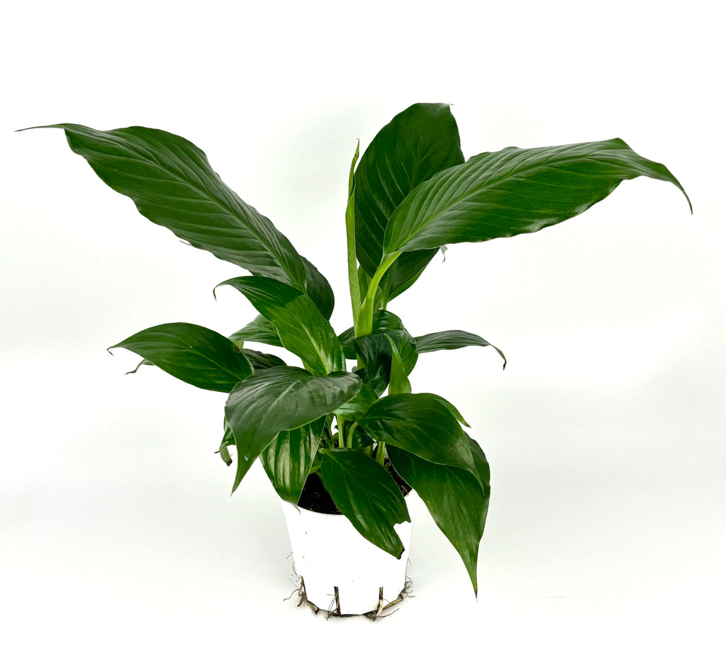 Green peace lily potted plant on a white background