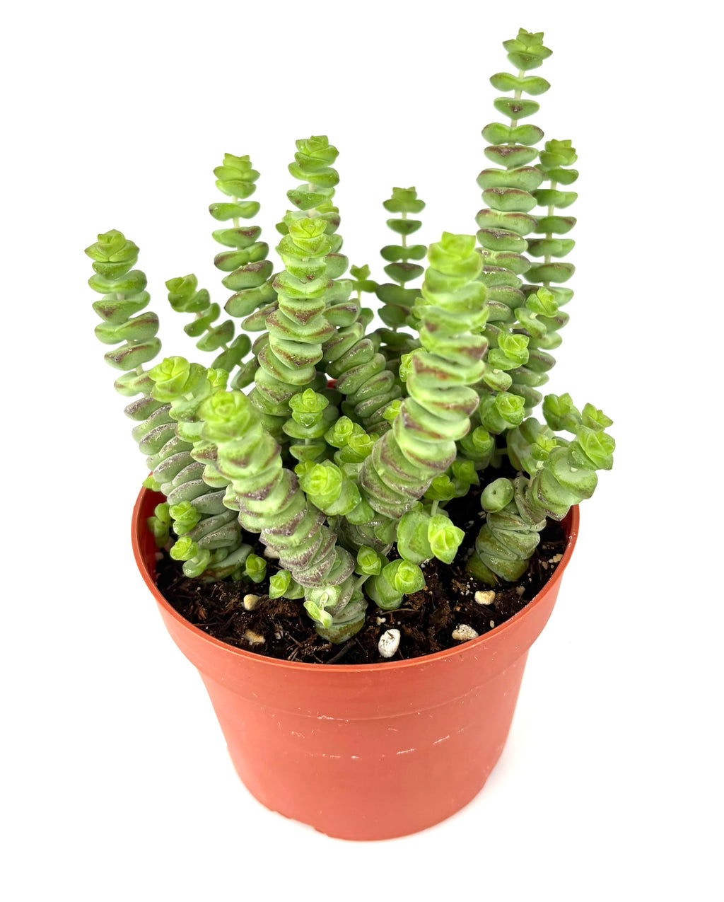 Potted Baby Necklace Crassula succulent plant with twisted green leaves on a white background