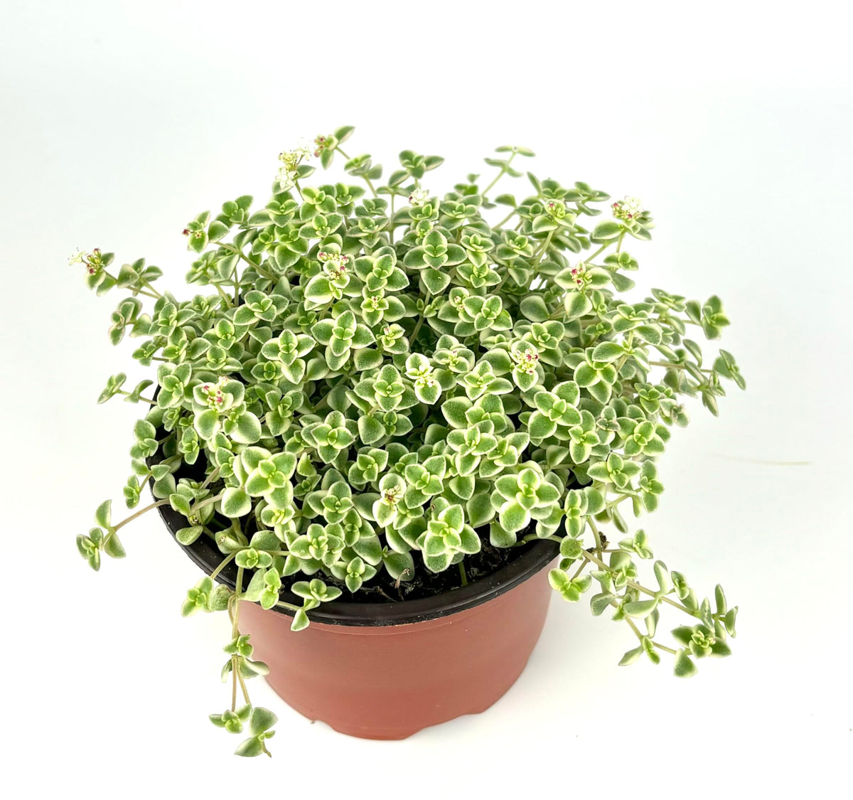 Potted Sedum Little Missy plant with green and white leaves on a white background