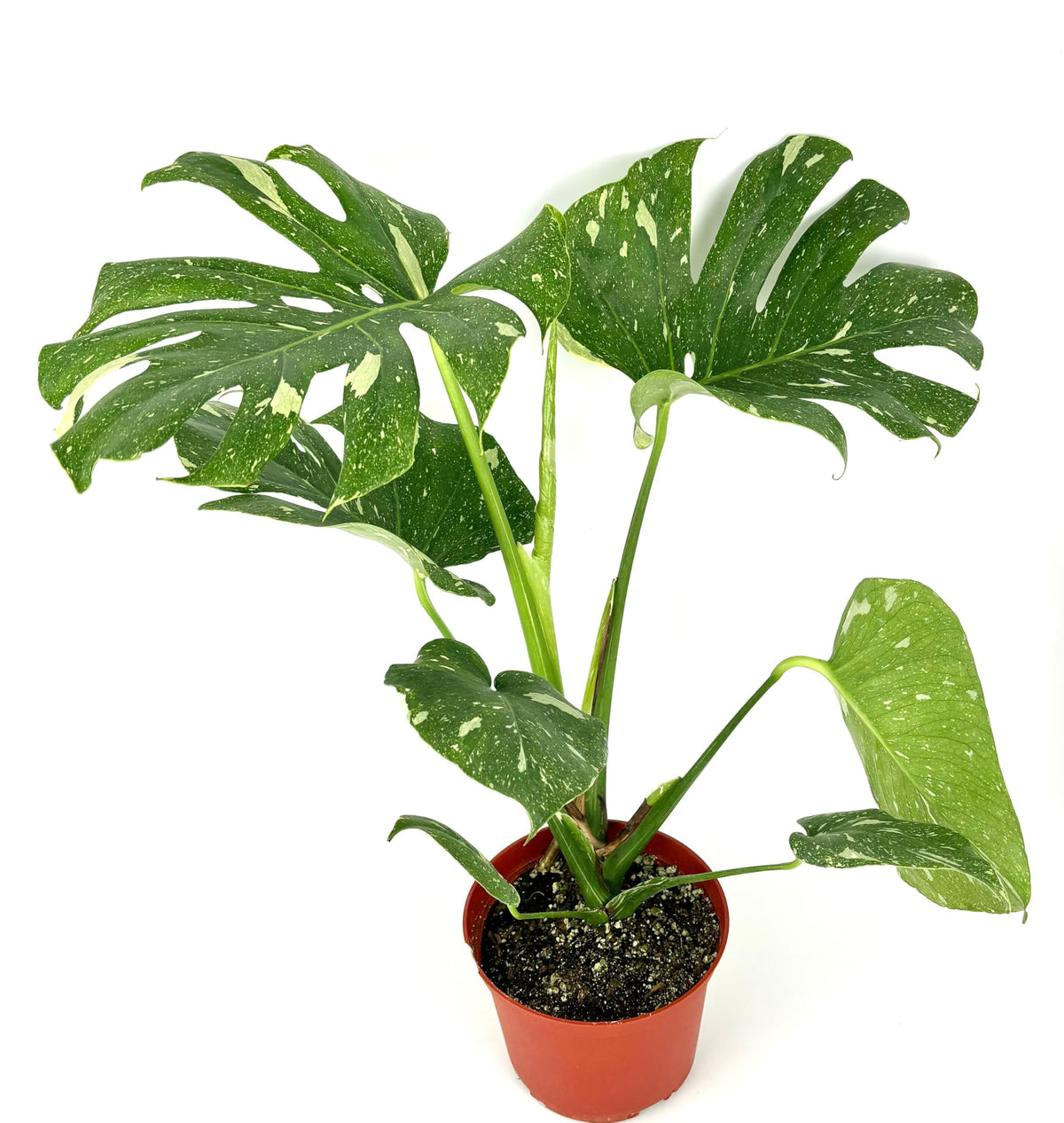 Potted albo monstera plant with large green leaves on a white background