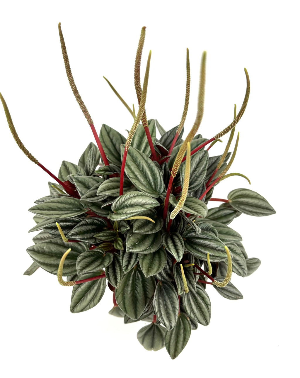 Peperomia San Marino Live Potted House Plant, Green Silver Red, 4 Inch Pot, Indoor
