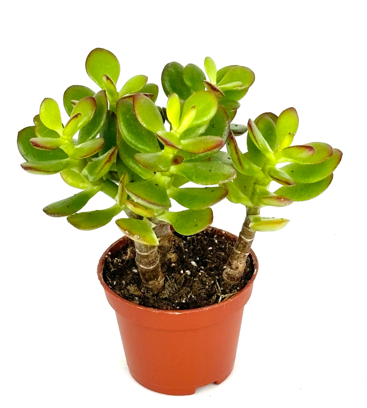 Jade succulent shown from the front with glossy green leaves and reddish leaf edges
